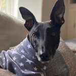 Chase - @chasethewelshlurcher - Instagram