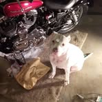 Chase Whiteman - Facebook