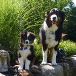 chase and winston - @chaseandwinston - Instagram