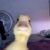 chasity hamilton - @.chas1tyyy - TikTok