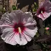 Chasity Sanchez - @us.errr1984 - TikTok