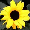 Chau Tin - @chau.tin - TikTok