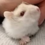 Chaya-Michal Rose - @chaya.1874 - Instagram