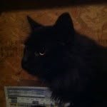 Chaz (charles) - @chazthecat1 - Instagram