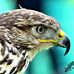 Chaz Clark Photography - Facebook