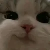 Chaznye🧊 - @chaznye._.day - TikTok