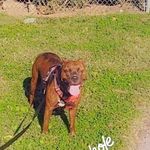 Chaz Hall - @chazlakinhall - Instagram