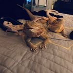 Chaz Morgan - @mushu_4208 - Instagram