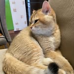 🧡Che🧡 - @che_golden_cat - Instagram