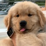 Cheddar - @goldenboy.cheddar - Instagram