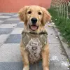 Cheis - @cheis_golden - TikTok