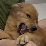 @chewie.goldenretriever - Instagram