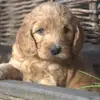 thegoldencheddybear - @thegoldencheddybear - TikTok