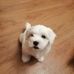 Chanel White Dogs ZHPR UCI  - Facebook