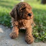Chelsea Sharp - @sharpdoodlepups - Instagram