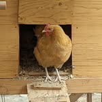 Chelsey Hunter - @happyhunterhomestead - Instagram