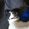 chelsiegardner4900 - @chelsiegardner490 - TikTok