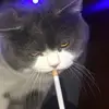 Chenni - @chenni.6 - TikTok