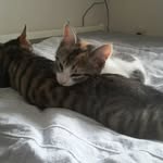 Cheng Pan - @domihuahua - Instagram