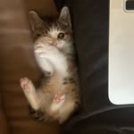 Cheng Tang - @tc137777 - Instagram