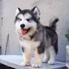 chengtang669 - @chengtang669 - TikTok