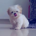 chepe Sánchez 🐾 - @chepe_so - Instagram