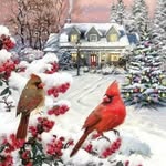 Cheri Crawford - @cluckie1962 - Instagram