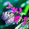 Cheri Curry - @cheri.curry - TikTok
