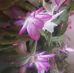 Cheri Goodwin - Facebook