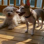 Cheri Shiflett Greene - @cheri.greene - Instagram