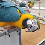 Cheri Greene Bisson - @manyfeathers64 - Instagram