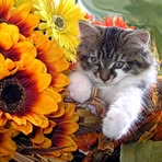 Cheri Gross - Facebook
