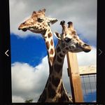 Cheri Watson - @cheritahoe - Instagram