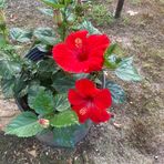 Sherry Hill - Facebook