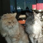 Cherry & Bailey - @bailey_cherry_steenhart - Instagram
