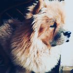 cherry_chow - @cherry_thelovelychow - Instagram