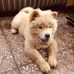 Cherry chow chow - Facebook