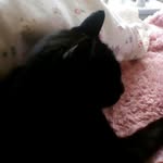 cherry,meow,cat - @cherrycollinson - Instagram