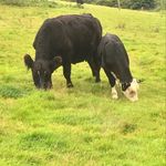 Cherry Orchard Galloways - @cherryorchardgalloways - Instagram