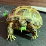 Cherry Blinky Groves - @cherry.b.tortoise - Instagram