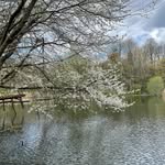 ･:*+.\(( °ω° ))/.:+ - @_cherryharts_ - Instagram