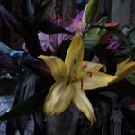 Cherry Hart - @cherry_ann_04 - Instagram