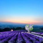 Cherry Jiang - @cherryjiang60 - Instagram