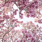 Cherry Jiang - @cherry.jiang.hk - Instagram