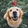 Pet dog - @cherryjiang12 - TikTok