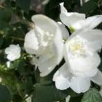 Cherry Reynolds - Facebook