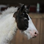 Cherry🐴 - @cherry_of_stuart_ - Instagram