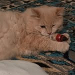 Cheryl Abernathy - @beccas_mom13 - Instagram