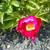 Cheryl Addison - Facebook