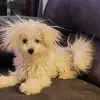 cherylamesbaumgar - @cherylamesbaumgar - TikTok